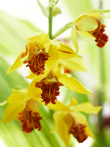 thai orchids