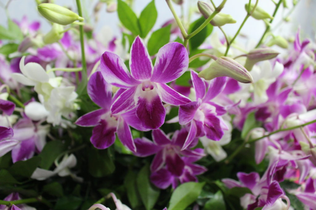 thai orchids exporter