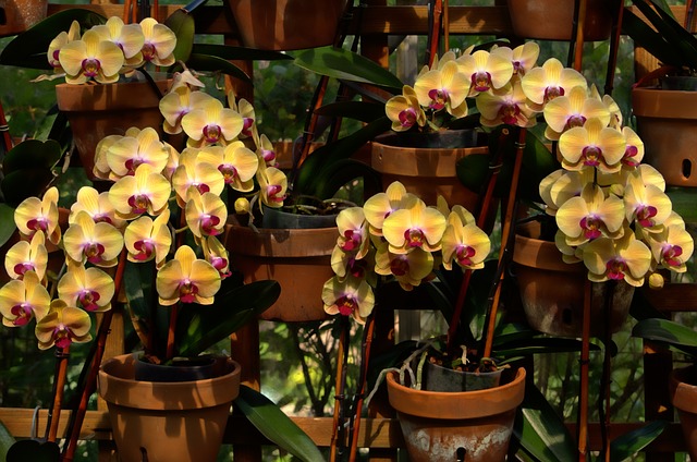 thai orchids exporter