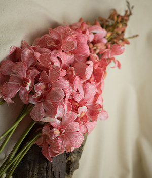 SANAN RED